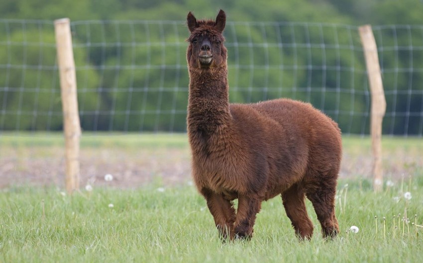 Alpakaya İngiltərədə oyunun yarımçıq dayandırılmasına səbəb oldu